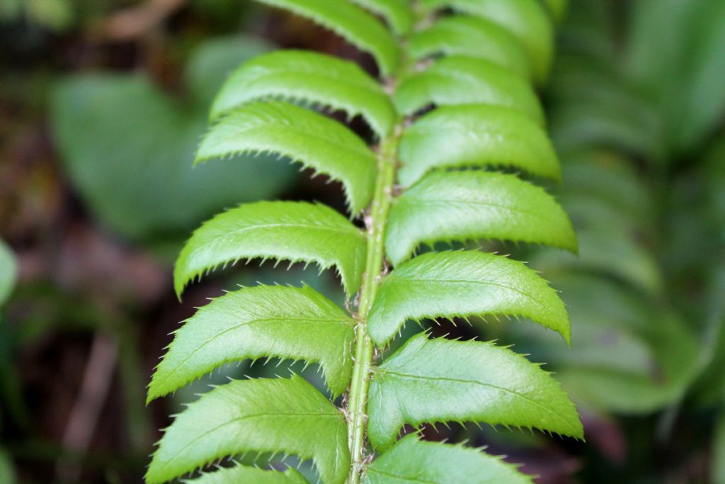 Polystichum lonchitis / Felce lonchite